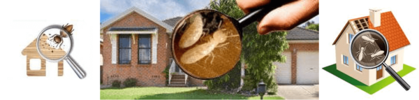 Pre-purchase Termite Inspections