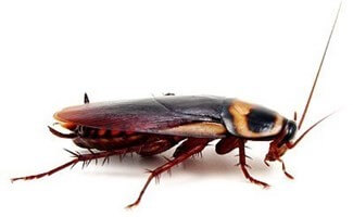 Cockroach treatment optrions
