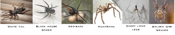 Budget Pest Control Spider Treatments Spider Pest Control Perth