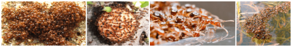 Perth Ant Pest Control Ant Pest Solutions