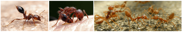 ant Pest Control Perth Ant Treatments Perth